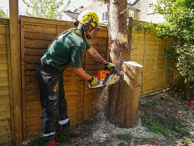 Emergency Tree Services Emergency Tree Services