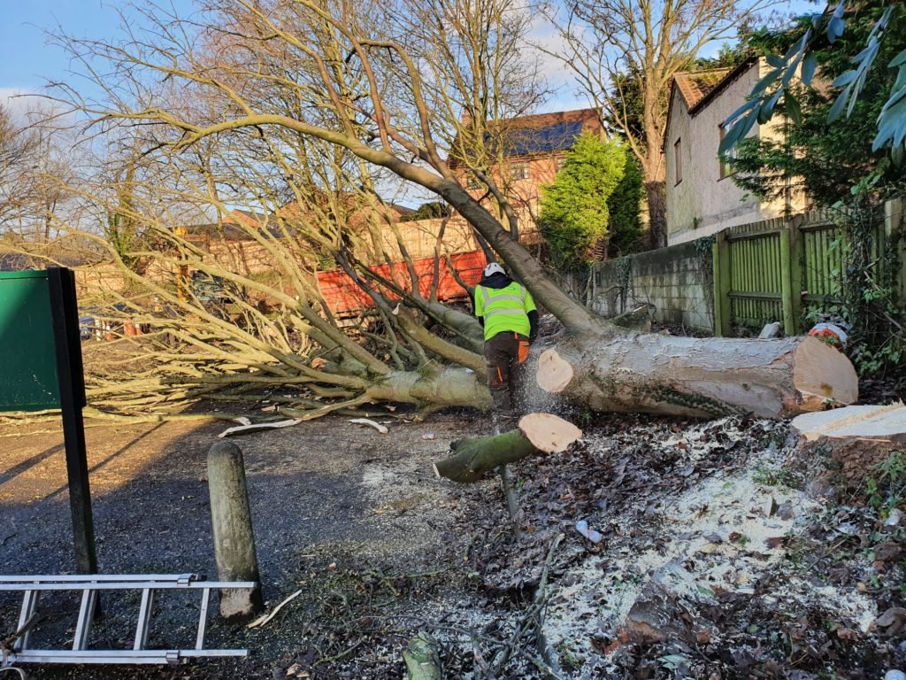 Tree Removal Tree Removal