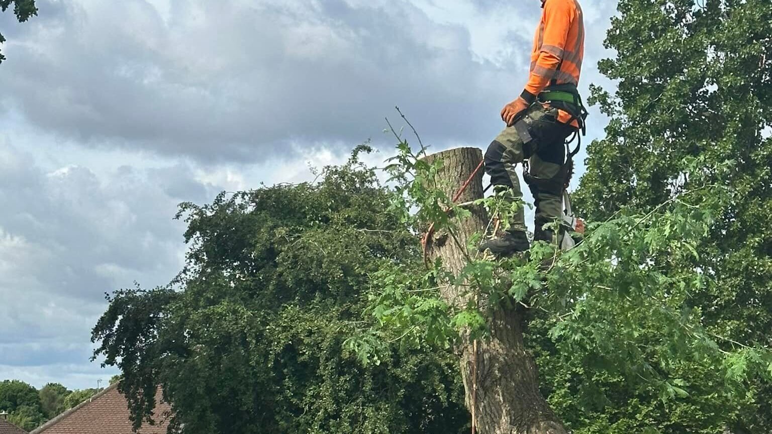 Home Tree Surgeon Mayo