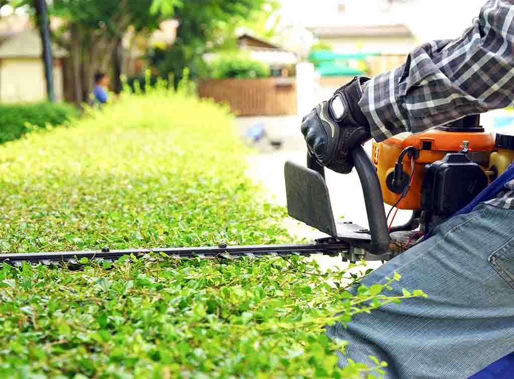Professional hedge trimming in County Mayo gardens