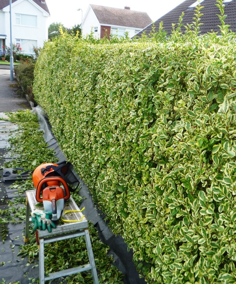 Hedge Cutting Hedge Cutting