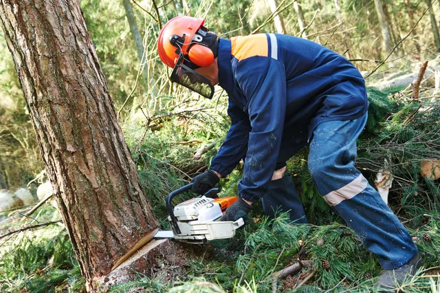 About Western Tree Surgeons Mayo