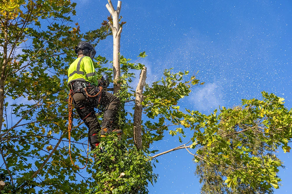 Tree Surgery Tree Surgery